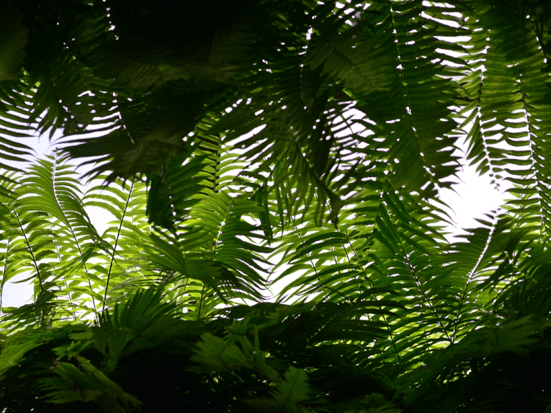 Plants