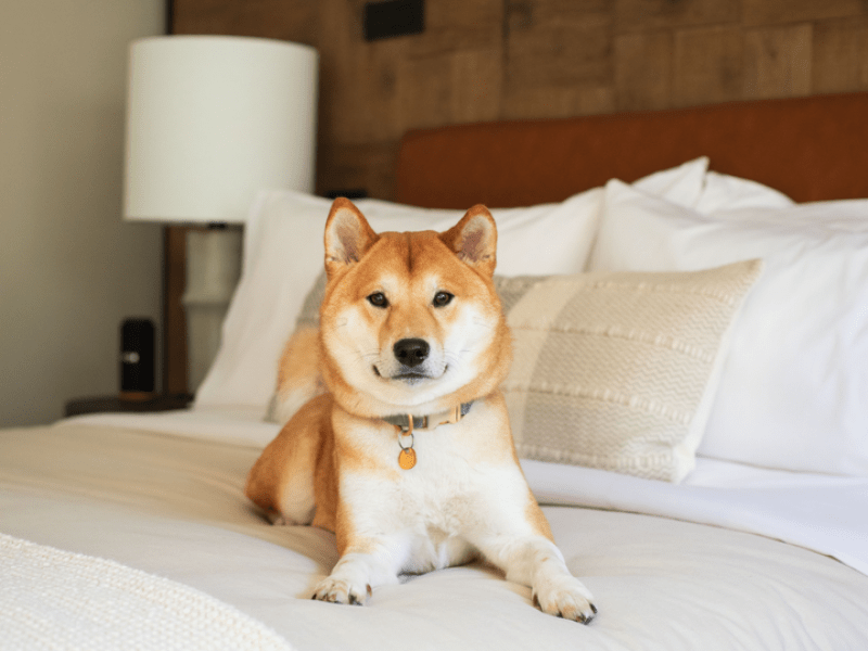 dog on bed in room