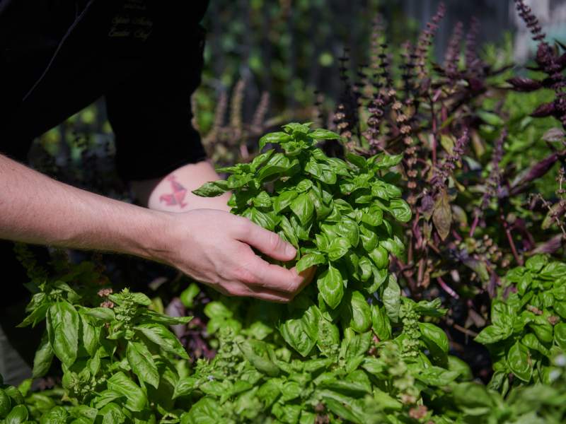 Basil plants with people's hands