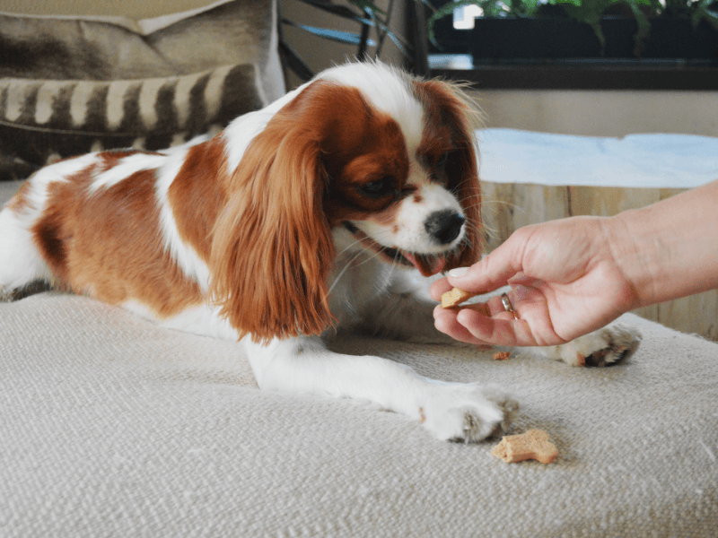 Dog eating a treat