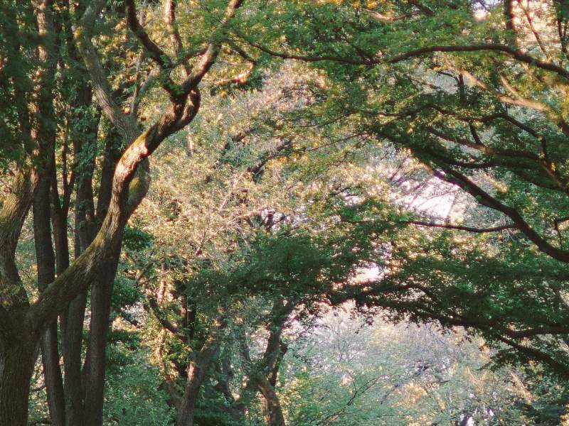 Lumière du soleil à travers une rangée d'arbres