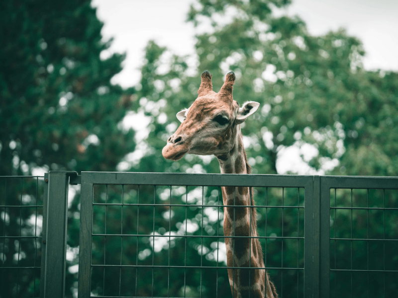 Central park zoo