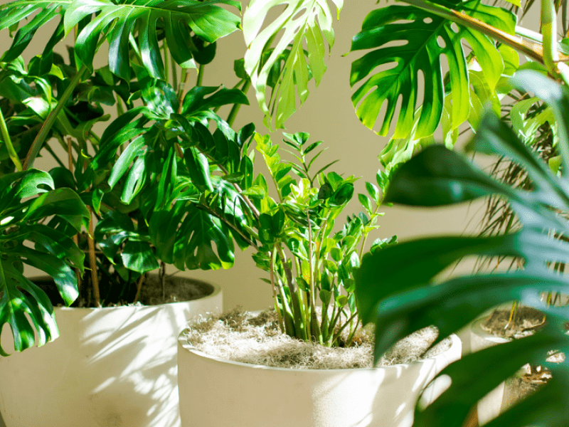 Greenery at 1 Hotel San Francisco