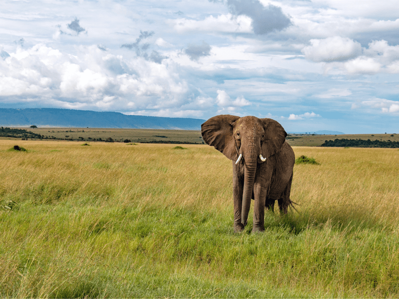 an elephant
