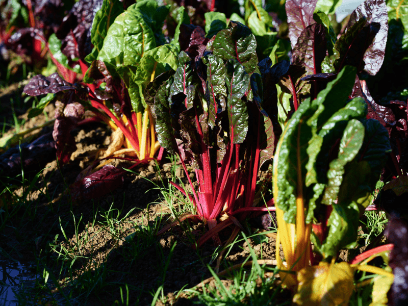 Vegetable
