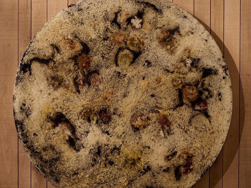 Rhoda Ting & Mikkel Bojesen art