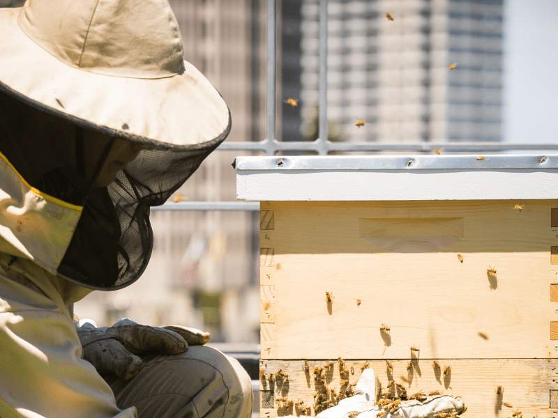 Beekeeper tending to bees
