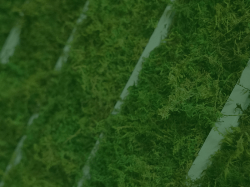 Living wall of moss