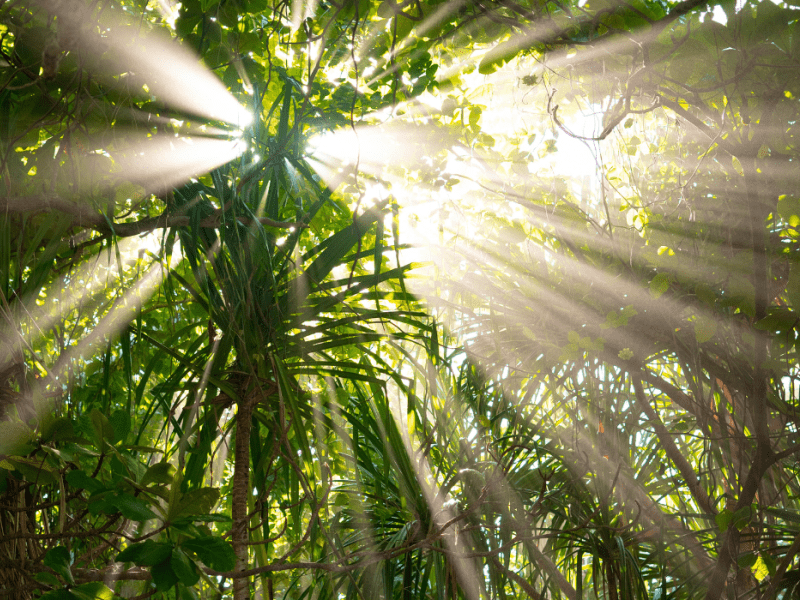 Looking up through palm trees