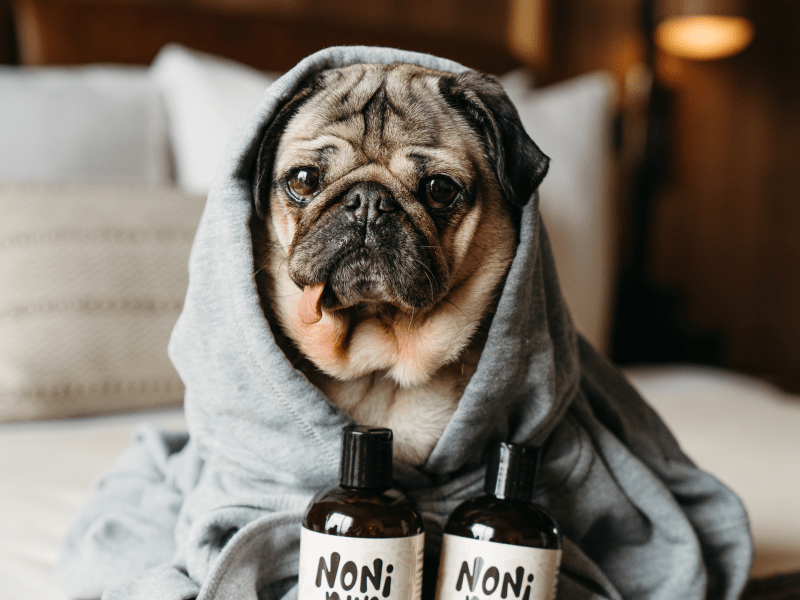 doug the pug in a robe on the bed