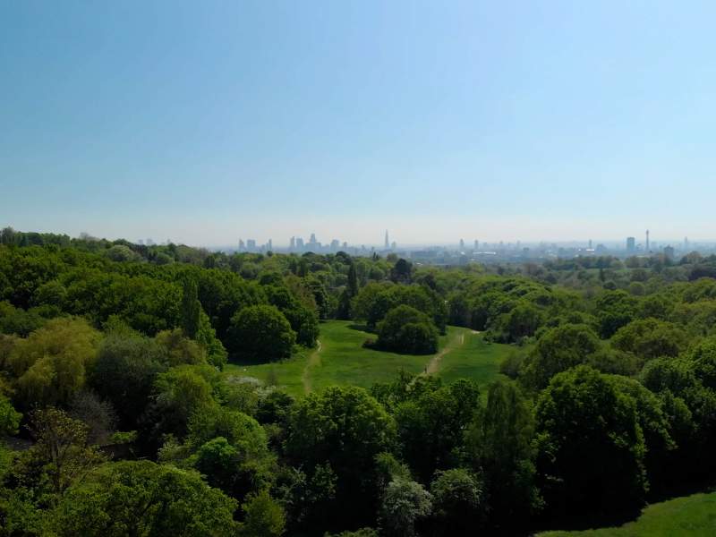 distant city skyline visible over the tree tops