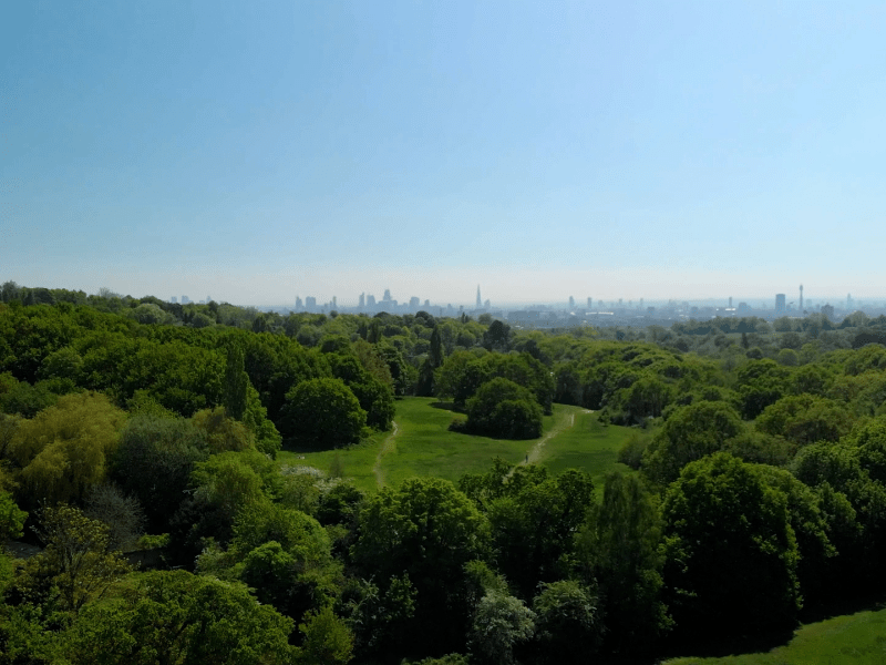 distant city skyline visible over the tree tops