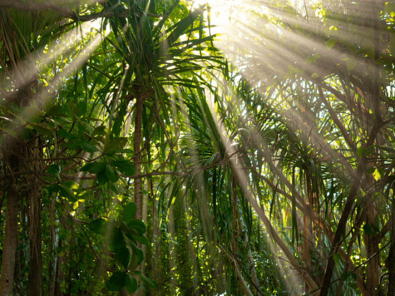 Beams of sunlight penetrate through the treetops