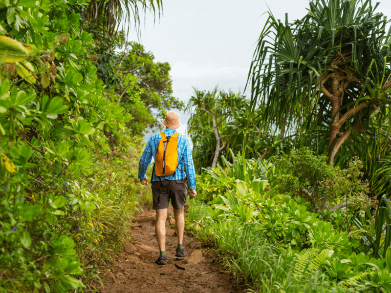 Person hiking along a jungle trail