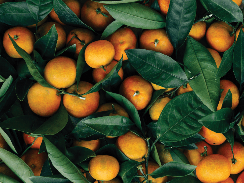 Oranges with leaves still attached at the stem