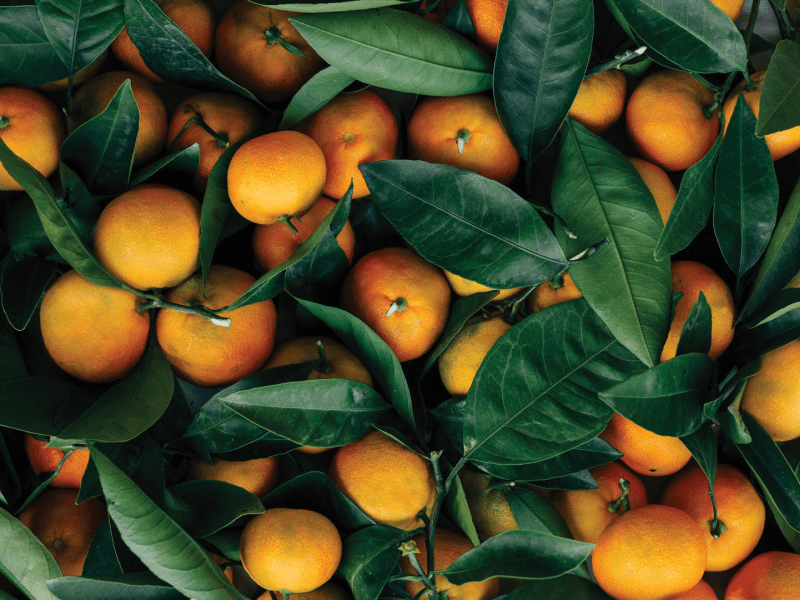 Oranges with leaves still attached at the stem