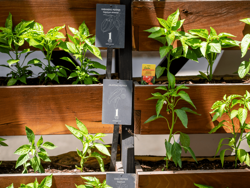Greenhouse