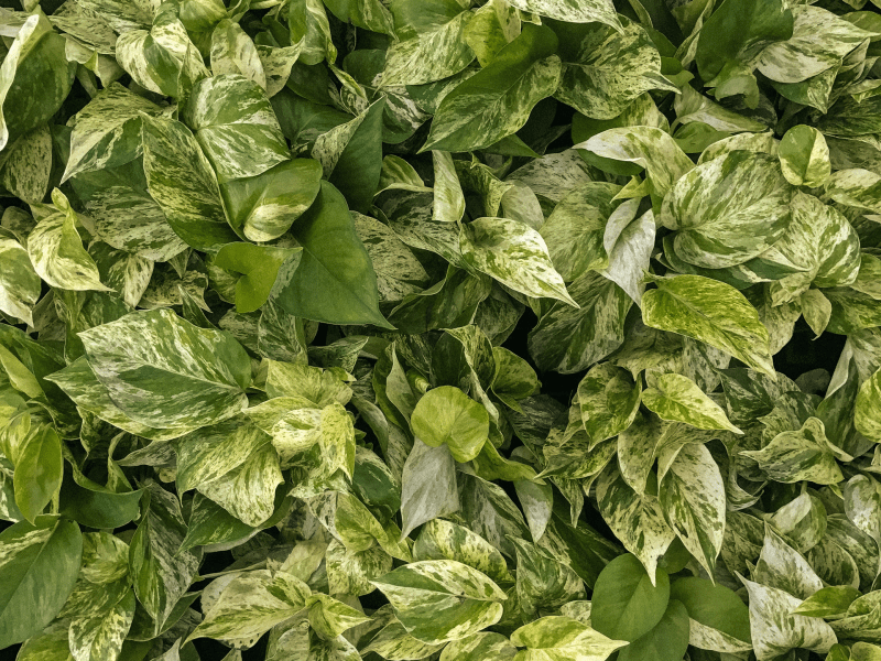leaf
