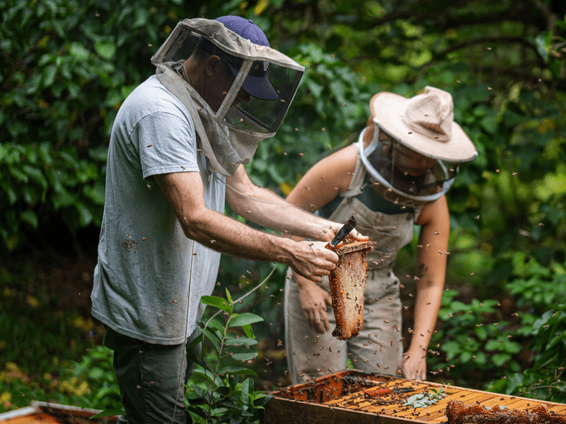 Natural beekeeping