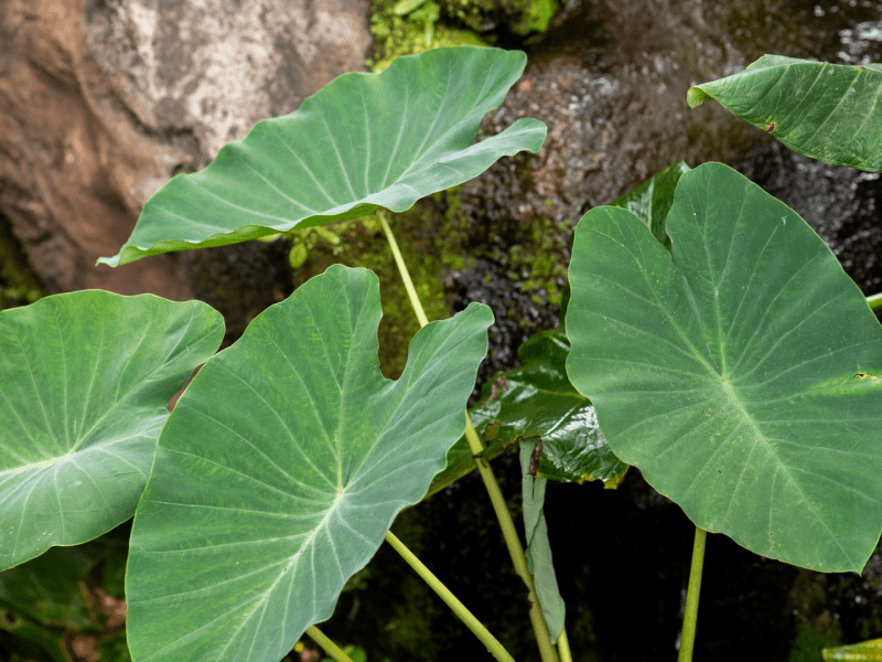 A Taro plant