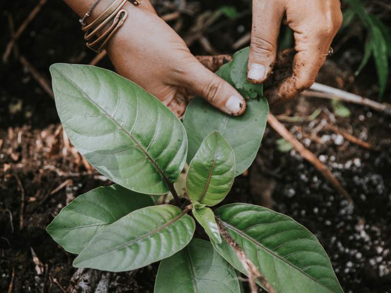 hands placing plant in soil