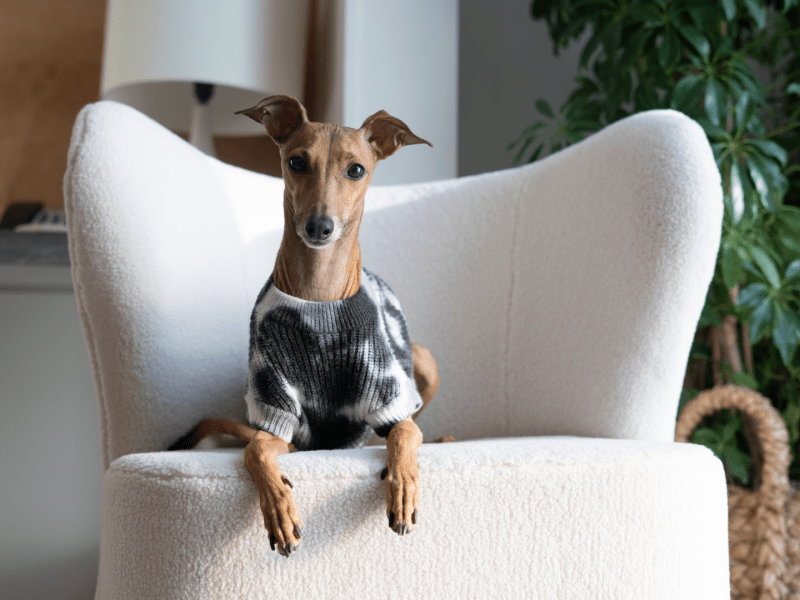 Pet Friendly Stay