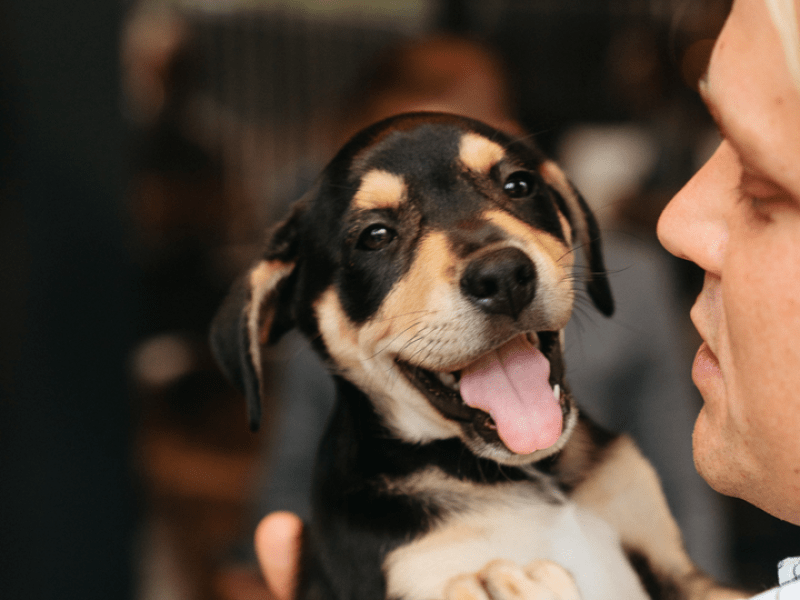 Puppy Being Held