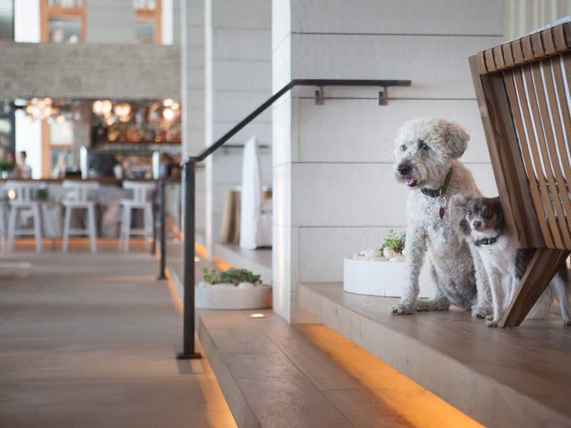 Two dogs sitting at the top of stairs