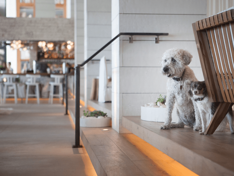 Two dogs sitting at the top of stairs