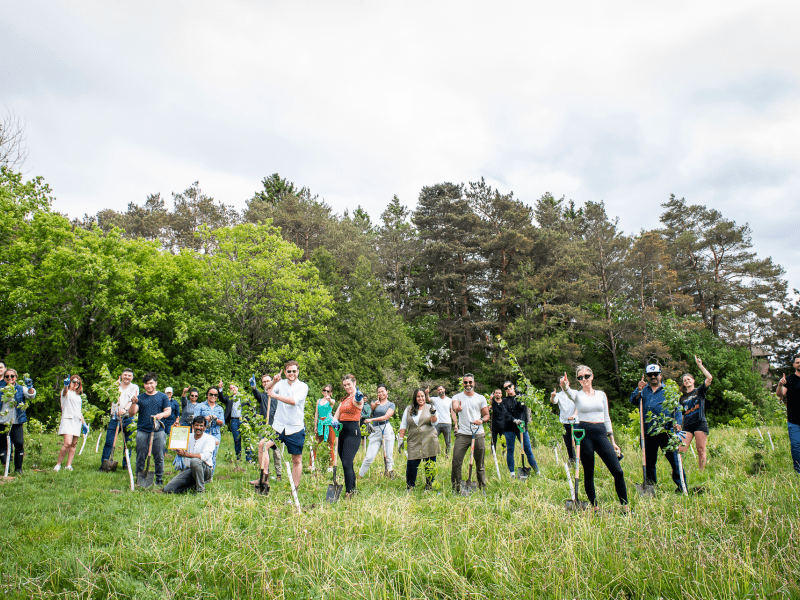 tree planting
