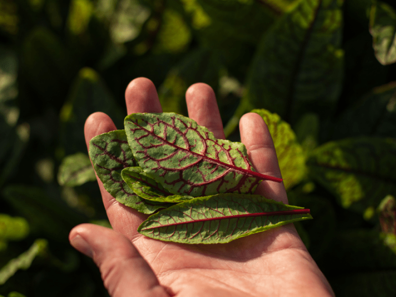 Hand holding leaves