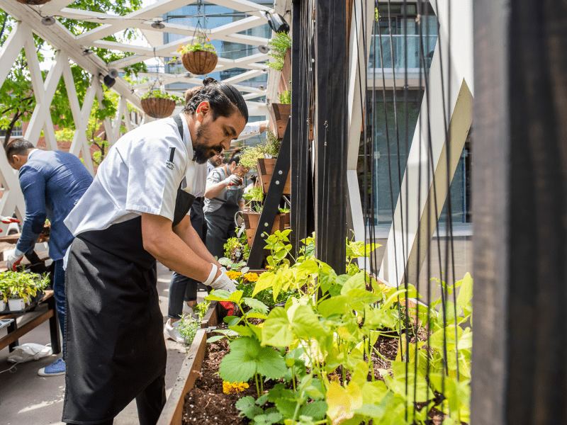 Person tending to a garden