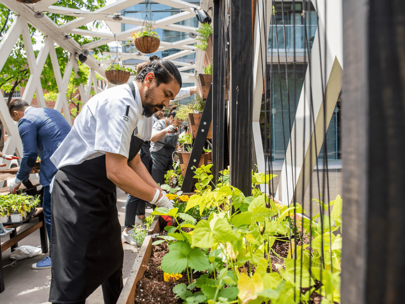 Person tending to a garden