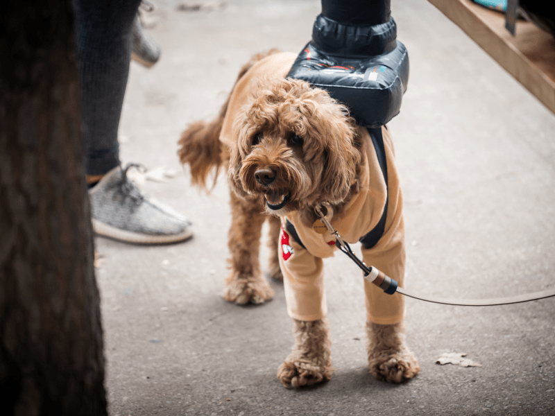 A dog wearing a Ghostbusters costume