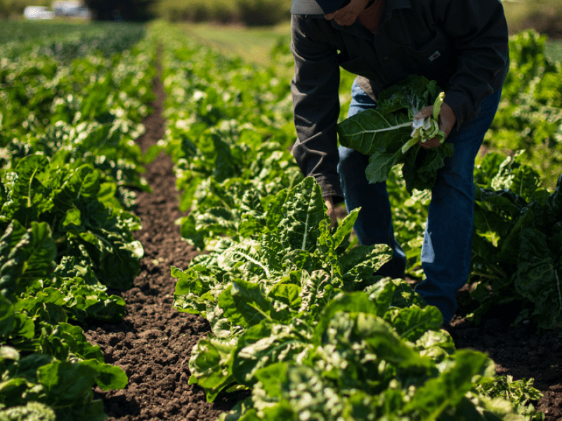 Person tending to plants in a field