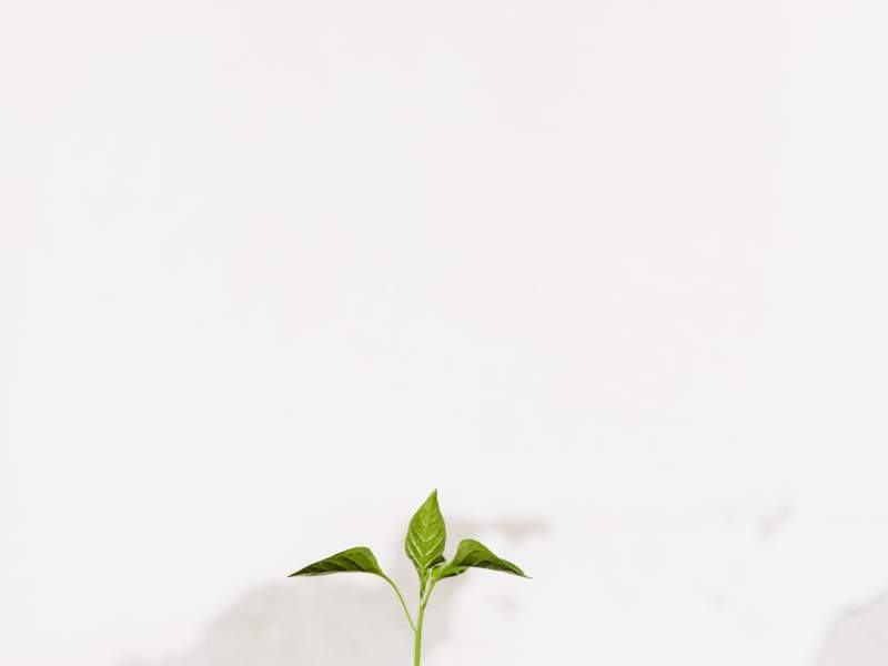 Person holding a plant out of a pot
