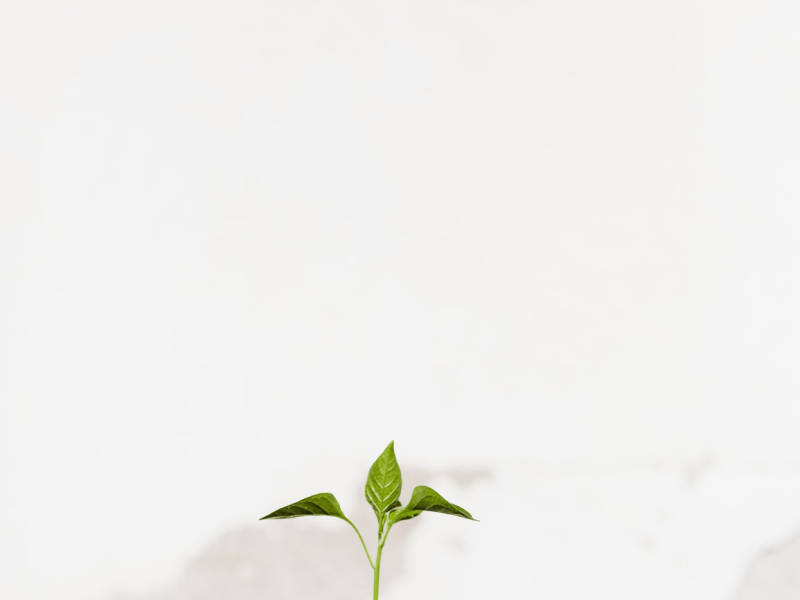 Person holding a plant out of a pot