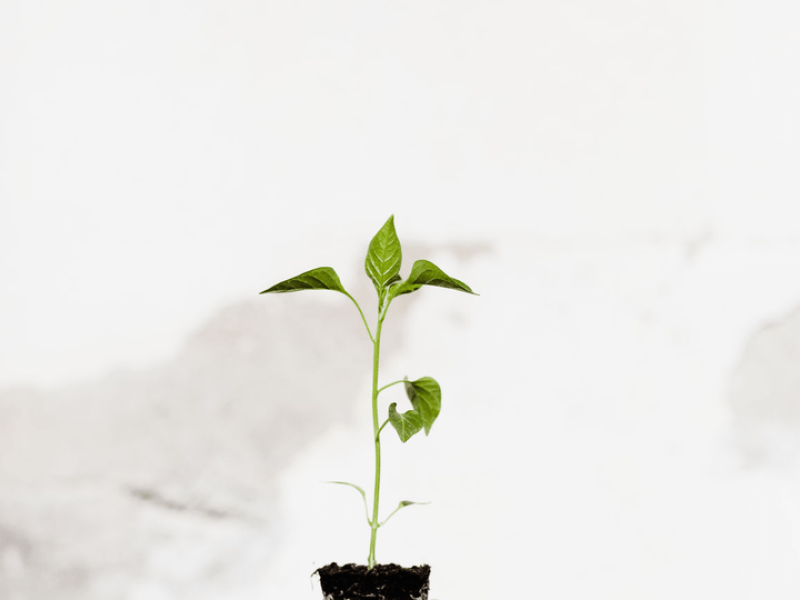 Person holding a plant out of a pot