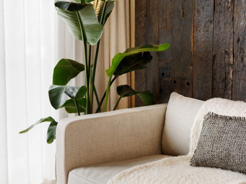 white sofa with a throw blanket next to a large plant