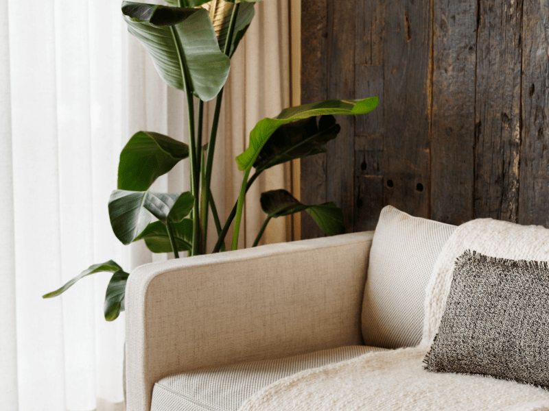 white sofa with a throw blanket next to a large plant