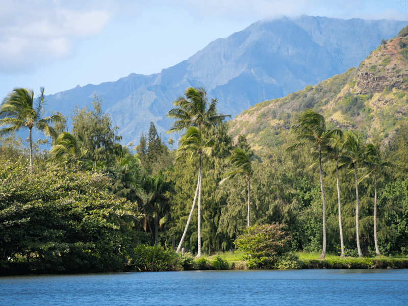 Tall palm trees from the water