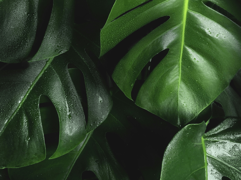 plants