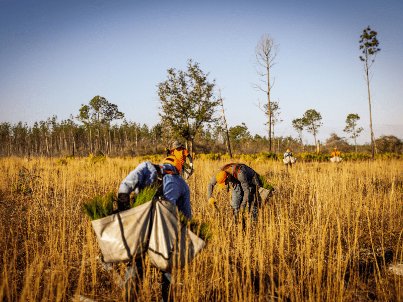 Arbor Day Foundation