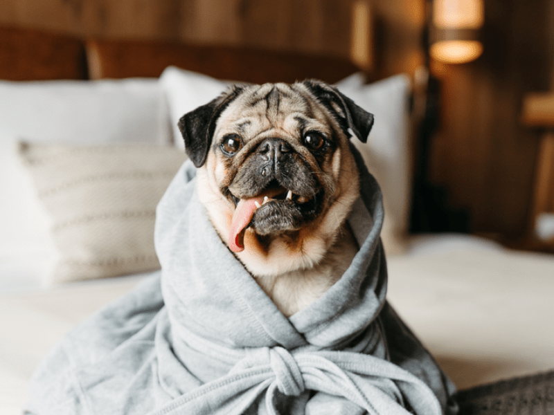 Dog in a robe
