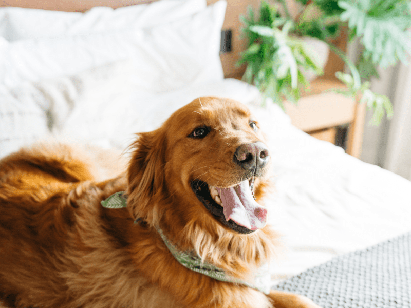 Golden Retriever