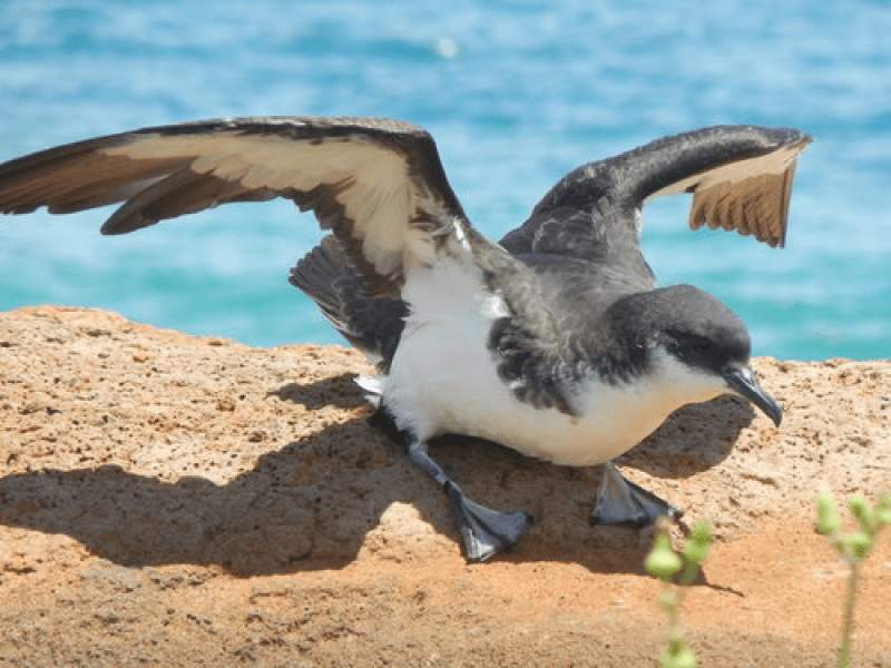 Una gaviota batiendo las alas
