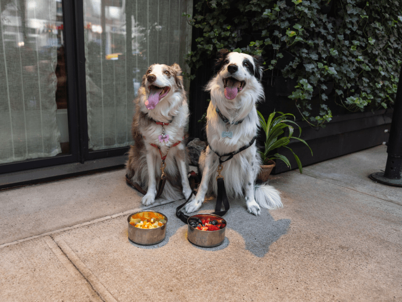 Dog Menu