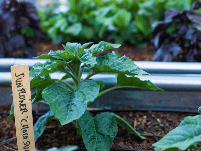 Tomato plant