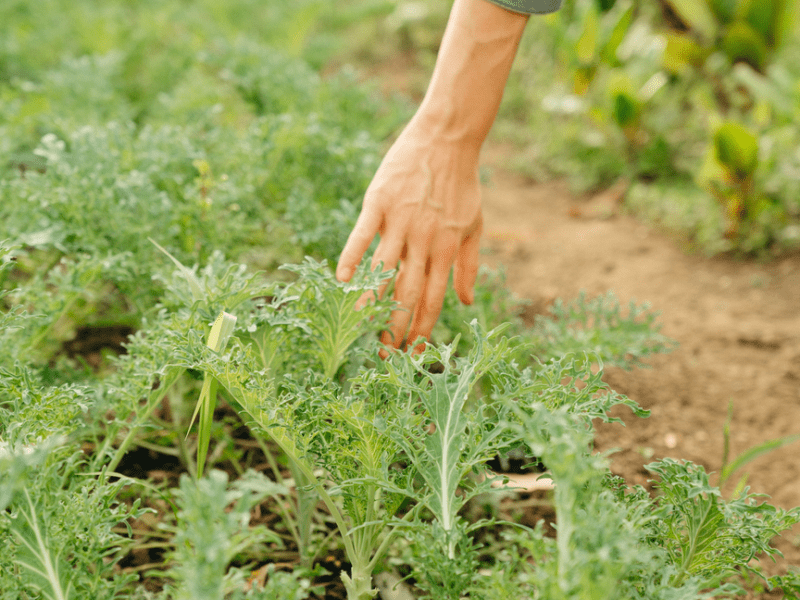 Bloomsbury farms