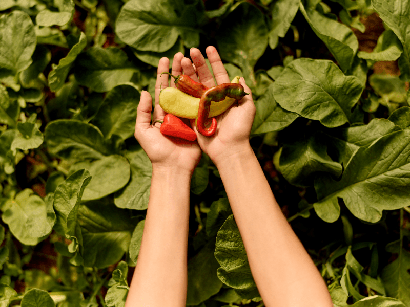 Hand holding peppers